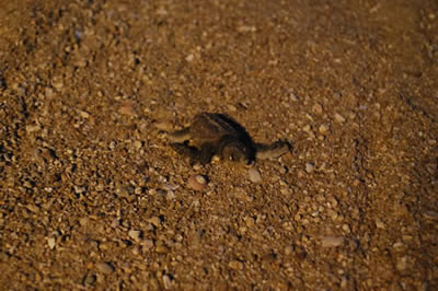 砂浜の上を懸命に進み海に向かう小さなアカウミガメの子どもたちの写真2