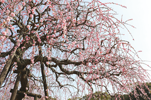 季節の花の写真