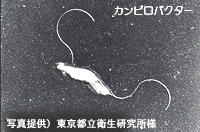 �J���s���o�N�^�[